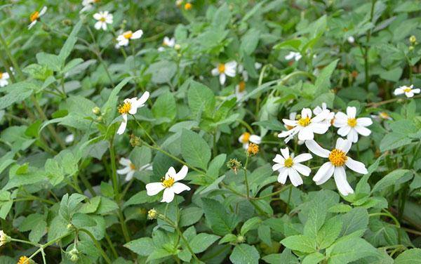 鬼針草是蜜源植物嗎?(鬼針草有果實嗎) 鬼針草是蜜源植物嗎?(鬼針草有果實嗎)