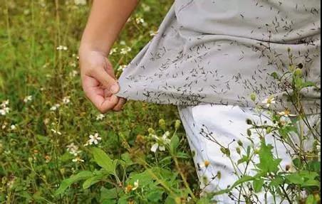 鬼針草是蜜源植物嗎?(鬼針草有果實嗎) 鬼針草是蜜源植物嗎?(鬼針草有果實嗎)