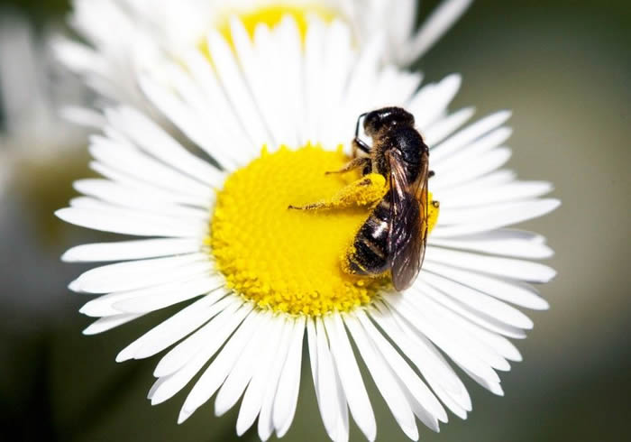 【蜜蜂養(yǎng)殖】蜜蜂為什么不蜇養(yǎng)蜂人? 蜜蜂為什么不蜇養(yǎng)蜂人?