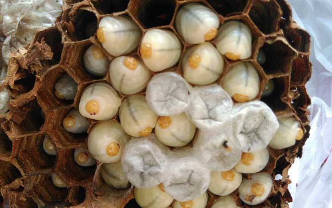 中國大虎頭蜂是益蟲嗎(虎頭蜂是益蟲還是害蟲?) 中國大虎頭蜂是益蟲嗎(虎頭蜂是益蟲還是害蟲?)