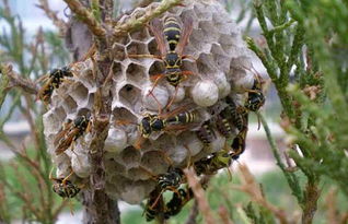 馬蜂和黃蜂的區別圖片(胡蜂、馬蜂和黃蜂,到底有什么區別) 馬蜂和黃蜂的區別圖片(胡蜂、馬蜂和黃蜂,到底有什么區別)