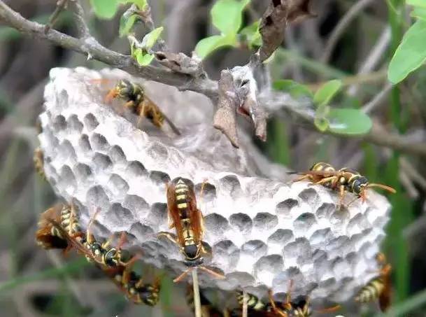 馬蜂和黃蜂的區別圖片(胡蜂、馬蜂和黃蜂,到底有什么區別) 馬蜂和黃蜂的區別圖片(胡蜂、馬蜂和黃蜂,到底有什么區別)