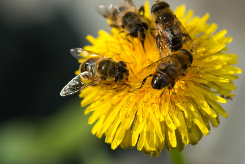 工蜂產卵怎么辦(附帶5種解決辦法) 工蜂產卵怎么辦(附帶5種解決辦法)