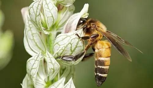 工蜂產卵怎么辦(附帶5種解決辦法) 工蜂產卵怎么辦(附帶5種解決辦法)