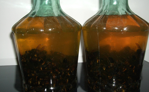 虎頭蜂酒的禁忌(虎頭蜂酒有哪些功效和禁忌) 虎頭蜂酒的禁忌(虎頭蜂酒有哪些功效和禁忌)