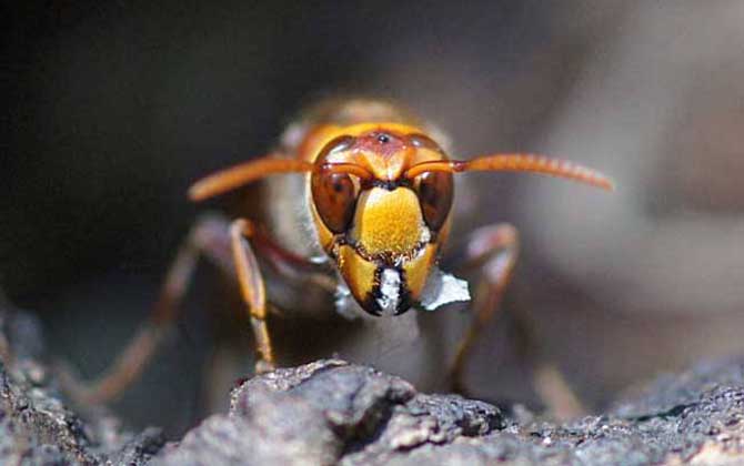 黃腰虎頭蜂蜂蛹哪個季節最多(黃腰虎頭蜂蛹幾月份最多) 黃腰虎頭蜂蜂蛹哪個季節最多(黃腰虎頭蜂蛹幾月份最多)