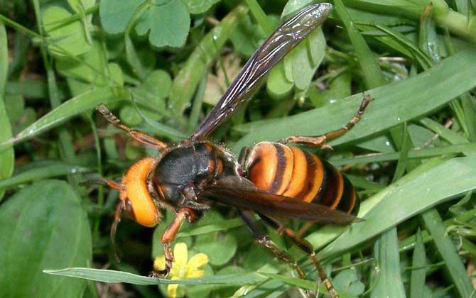 黃腰虎頭蜂蜂蛹哪個季節最多(黃腰虎頭蜂蛹幾月份最多) 黃腰虎頭蜂蜂蛹哪個季節最多(黃腰虎頭蜂蛹幾月份最多)