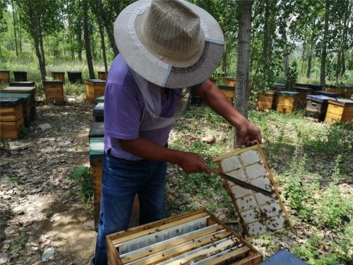 養(yǎng)蜂公司叫什么名字好（有寓意的蜜蜂養(yǎng)殖場(chǎng)取名）