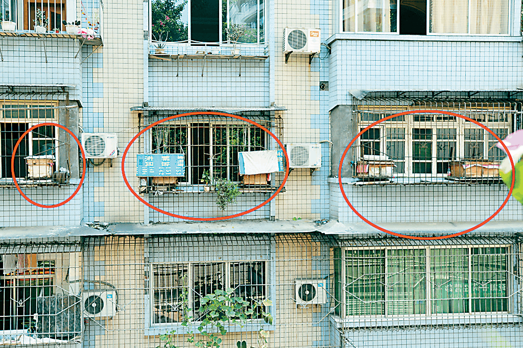 城市陽(yáng)臺(tái)養(yǎng)蜂技術(shù)(家庭養(yǎng)蜂需要什么條件) 城市陽(yáng)臺(tái)養(yǎng)蜂技術(shù)(家庭養(yǎng)蜂需要什么條件)