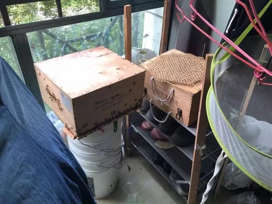 城市陽(yáng)臺(tái)養(yǎng)蜂技術(shù)(家庭養(yǎng)蜂需要什么條件) 城市陽(yáng)臺(tái)養(yǎng)蜂技術(shù)(家庭養(yǎng)蜂需要什么條件)