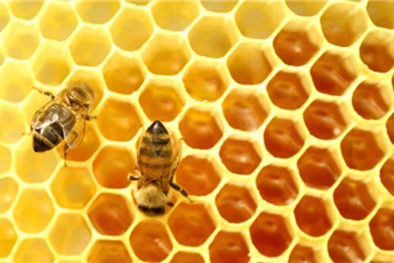 想養蜜蜂怎么引種(引進蜂種的注意事項) 想養蜜蜂怎么引種(引進蜂種的注意事項)