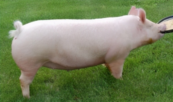 一只豬27萬美元？一只鴿子140萬美元？盤點史上最昂貴的6只動物