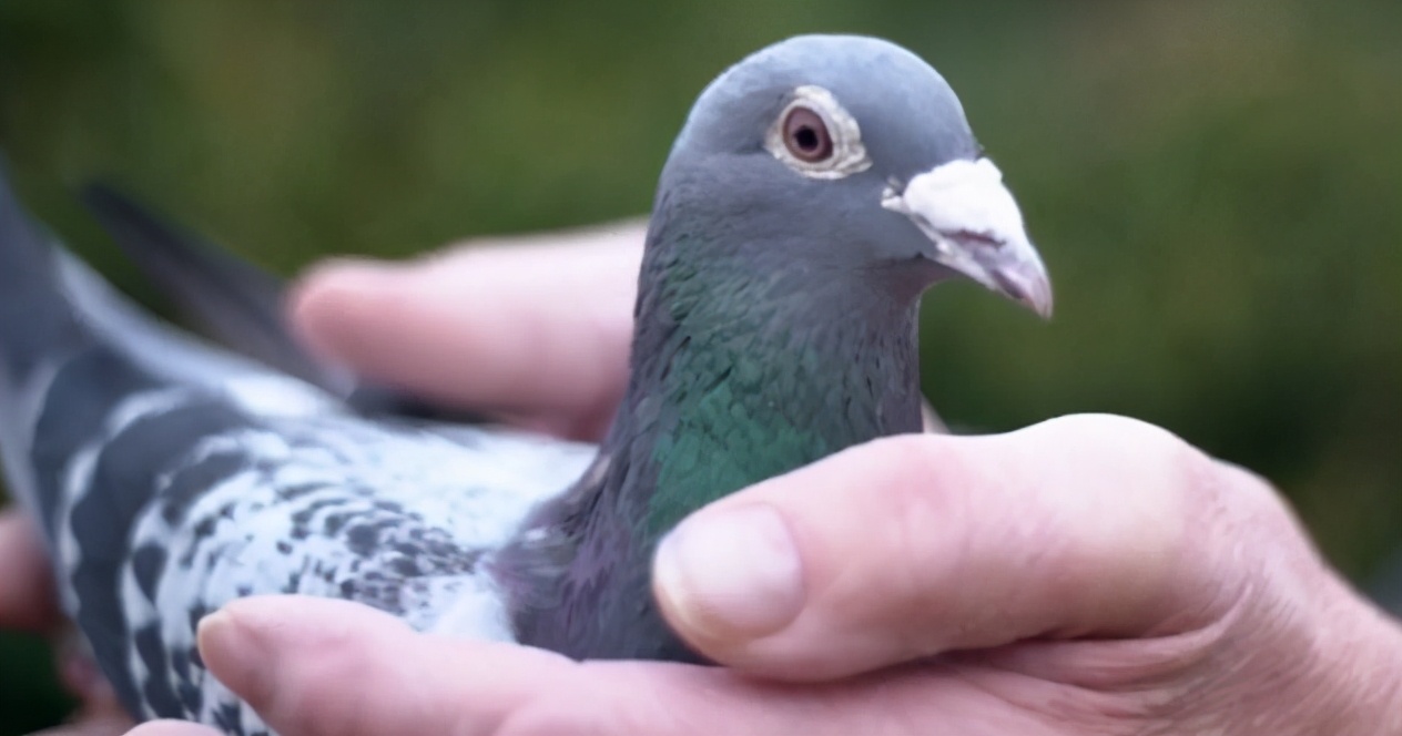 一只豬27萬美元？一只鴿子140萬美元？盤點史上最昂貴的6只動物