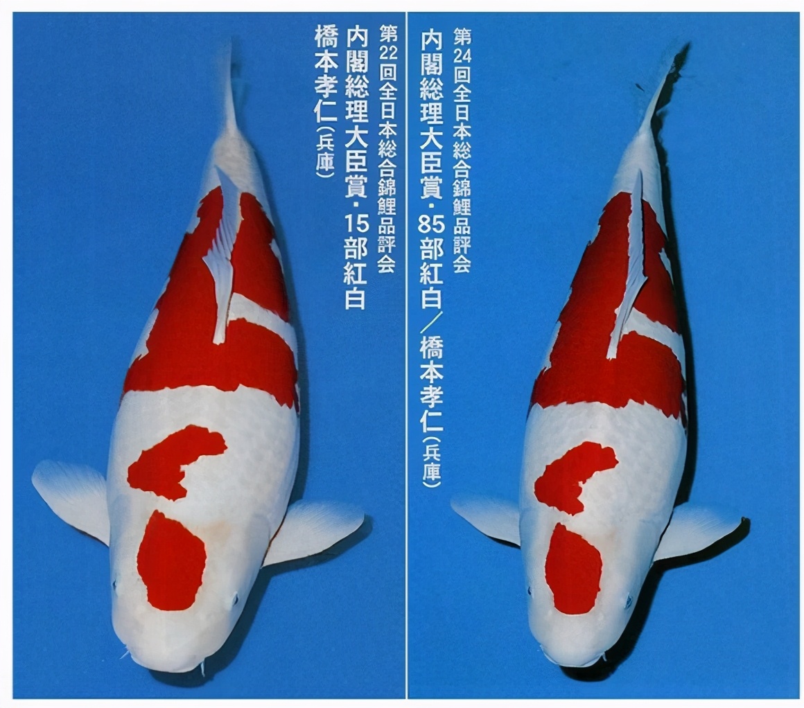 一只豬27萬美元？一只鴿子140萬美元？盤點史上最昂貴的6只動物