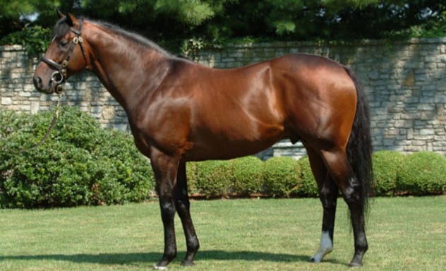 一只豬27萬美元？一只鴿子140萬美元？盤點史上最昂貴的6只動物