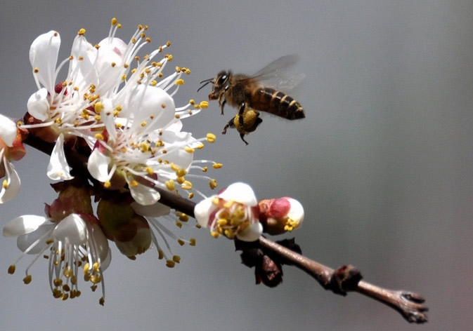 【蜜蜂知識】蜂王不產卵是什么原因? 蜂王不產卵是什么原因?