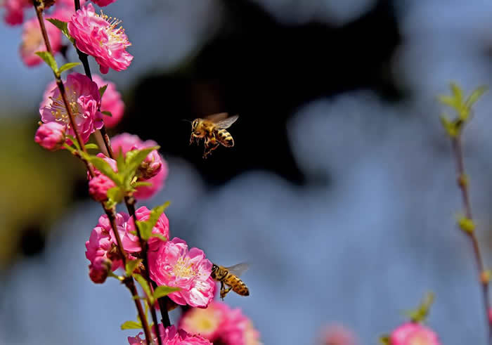 【蜜蜂知識】蜂王不產卵是什么原因? 蜂王不產卵是什么原因?