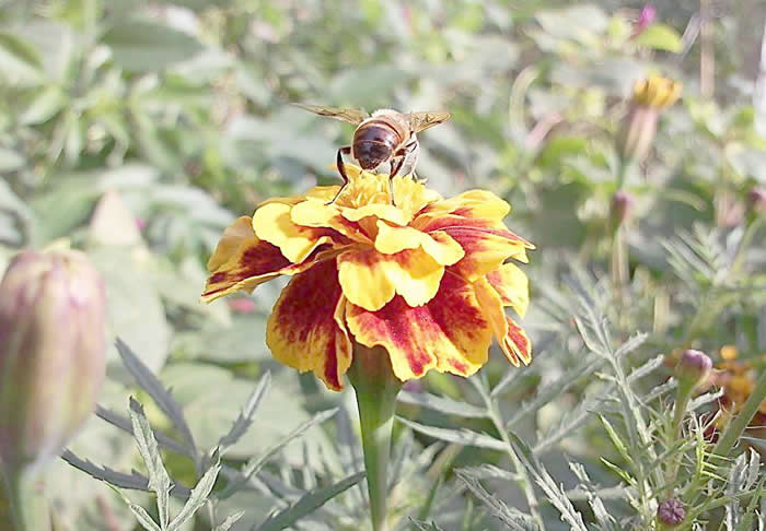 【蜜蜂知識】蜂王不產卵是什么原因? 蜂王不產卵是什么原因?