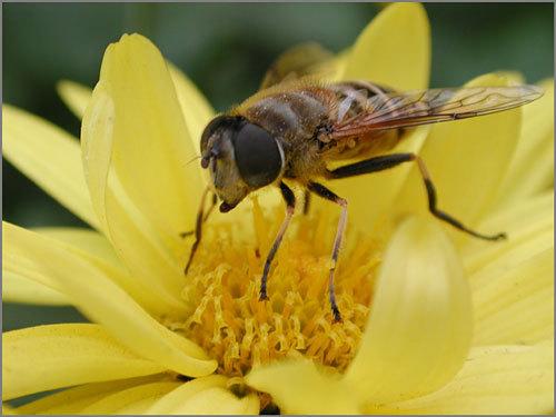 蜜蜂養殖如何控制成本(減少飼喂成本的管理技巧) 蜜蜂養殖如何控制成本(減少飼喂成本的管理技巧)