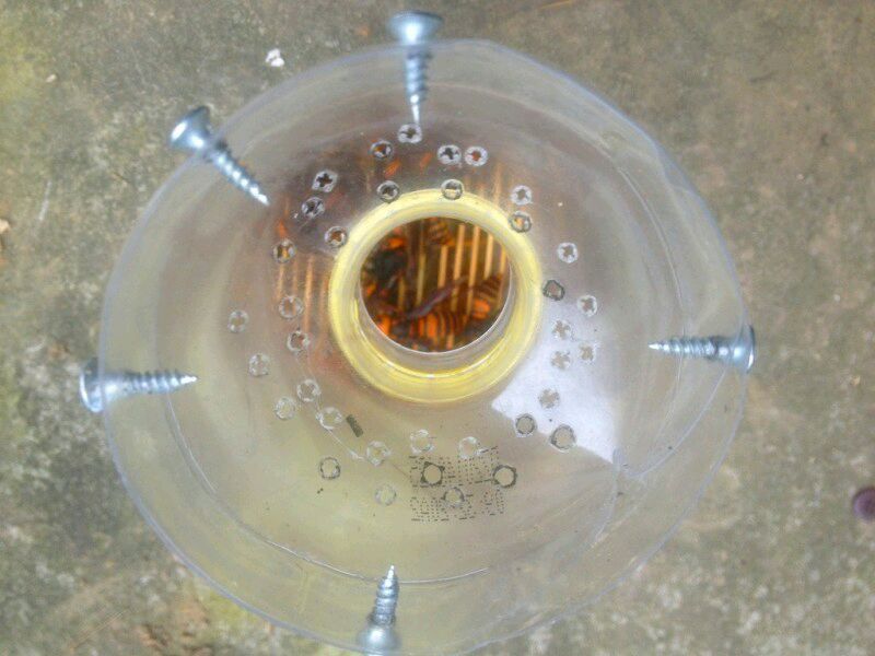 中國(guó)大虎頭蜂怎么誘捕（捕捉虎頭蜂的步驟）