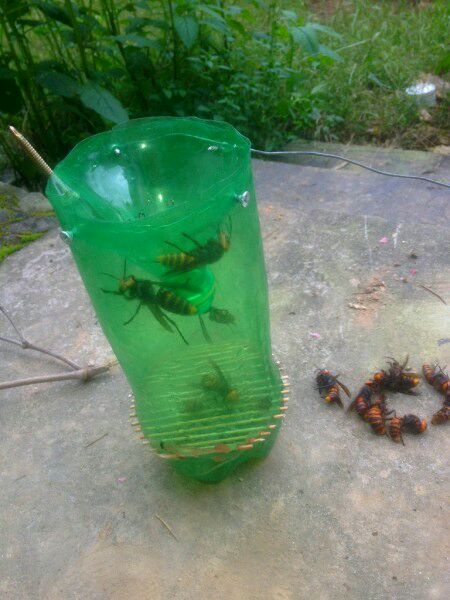 中國(guó)大虎頭蜂怎么誘捕（捕捉虎頭蜂的步驟）