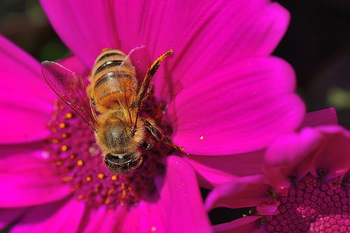 ?工蜂翅膀腐爛是什么原因(工蜂翅膀邊緣腐爛的原因) ?工蜂翅膀腐爛是什么原因(工蜂翅膀邊緣腐爛的原因)
