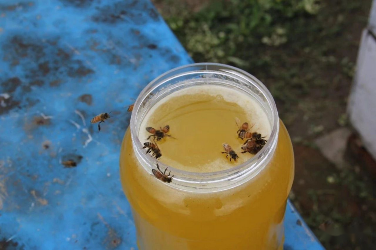 蜜源植物黃柏樹簡介（黃柏樹的流蜜情況）