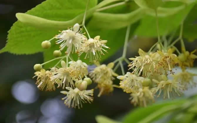 常見開花的蜜源植物有哪些？(花期、蜜粉量、流蜜規律)