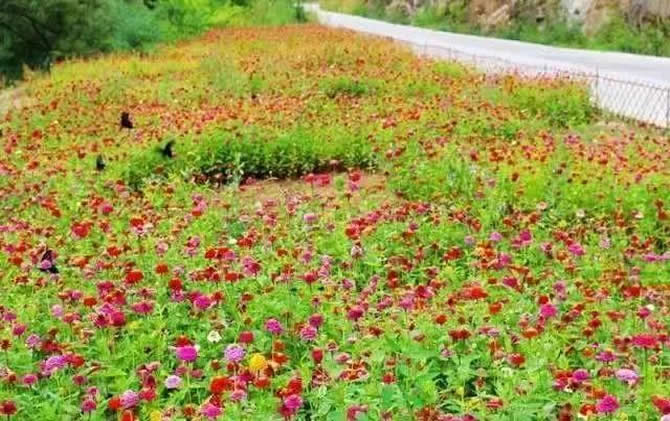 常見開花的蜜源植物有哪些？(花期、蜜粉量、流蜜規律)