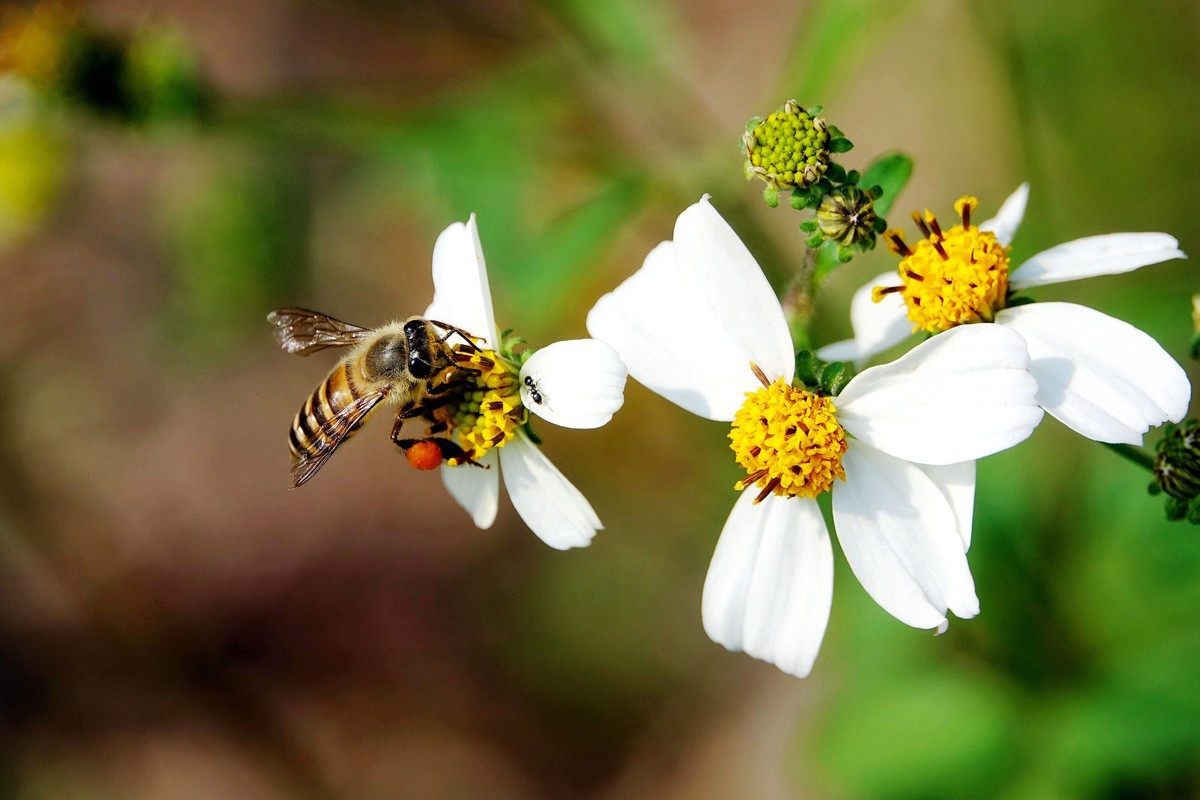 工蜂和蜂王是什么關系(蜂蜜中的蜂王和工蜂分別是什么) 工蜂和蜂王是什么關系(蜂蜜中的蜂王和工蜂分別是什么)