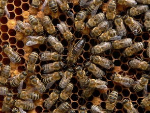 東北黑蜂繁殖技術（東北黑蜂純種蜂王價格）