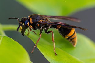 養(yǎng)蜂怎么防胡蜂（新手養(yǎng)蜂如何預防胡蜂）