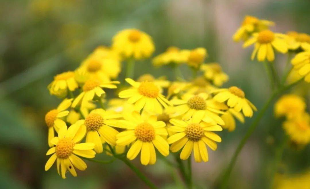 黑龍江蜜源植物介紹（黑龍江省有哪些蜜源植物）