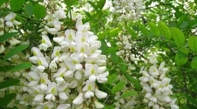 黑龍江蜜源植物介紹（黑龍江省有哪些蜜源植物）