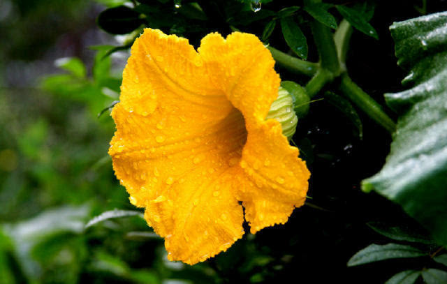 黑龍江蜜源植物介紹（黑龍江省有哪些蜜源植物）