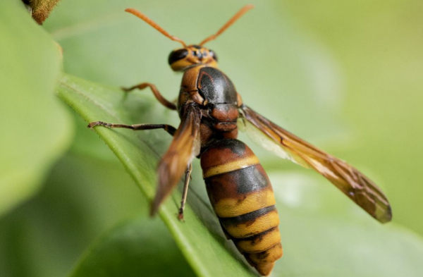 不傷害馬蜂最簡單的驅趕方法(趕走馬蜂最好辦法) 不傷害馬蜂最簡單的驅趕方法(趕走馬蜂最好辦法)
