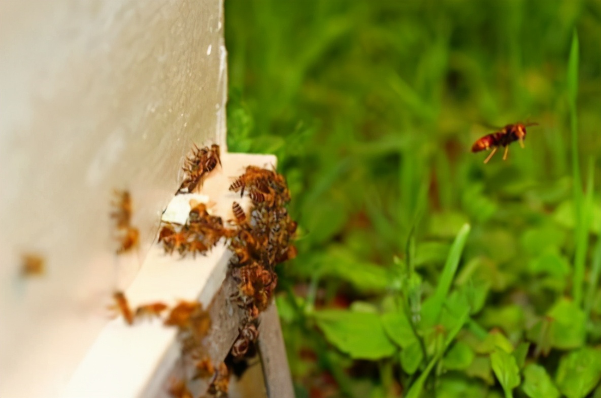 夏季養蜂如何消滅胡蜂（養蜂怎么防胡蜂）