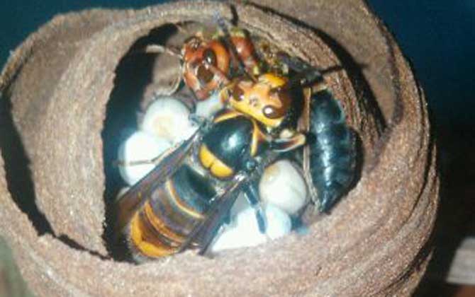 夏季養蜂如何消滅胡蜂（養蜂怎么防胡蜂）