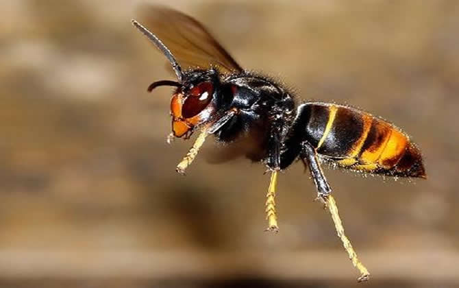 虎頭蜂蟄了會死嗎 虎頭蜂蟄了會死嗎