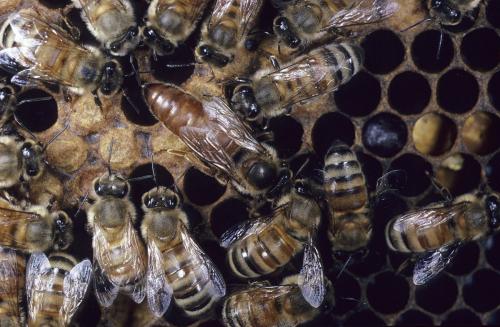 如何選擇優質蜂王(優質蜂王選擇的四要素) 如何選擇優質蜂王(優質蜂王選擇的四要素)