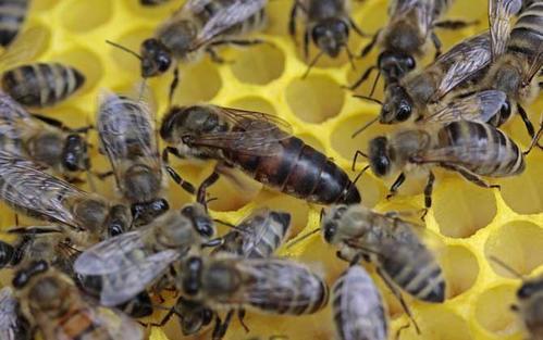 如何選擇優質蜂王(優質蜂王選擇的四要素) 如何選擇優質蜂王(優質蜂王選擇的四要素)