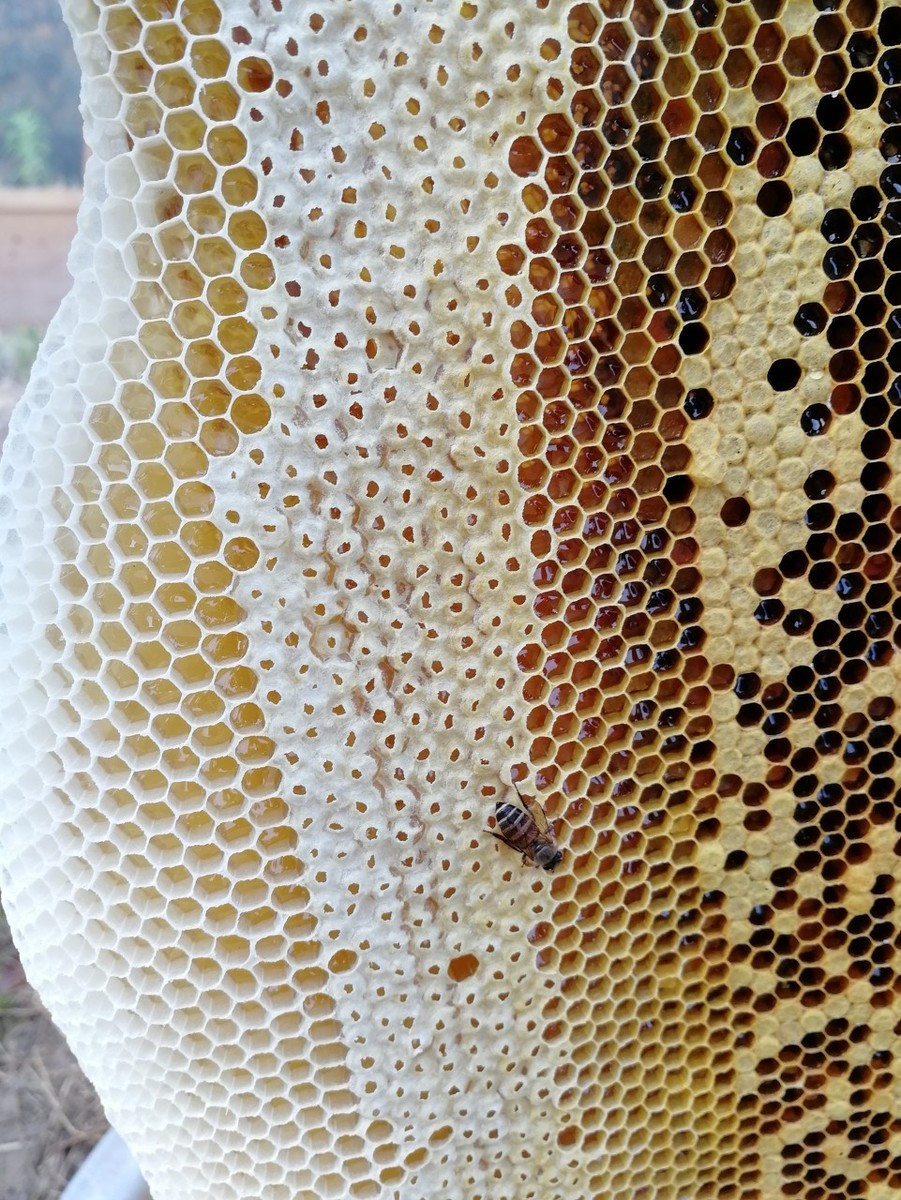 蜂蜜排行榜前十名(正宗蜂蜜是什么樣的) 蜂蜜排行榜前十名(正宗蜂蜜是什么樣的)