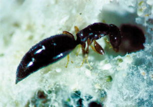 腫腿蜂（腫腿蜂簡(jiǎn)介和利用方法）