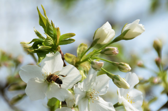 【蜜蜂知識】蜜蜂如何建造蜂巢? 蜜蜂如何建造蜂巢?