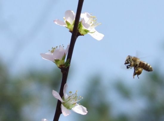 冬季蜜蜂的養殖與管理 冬季蜜蜂的養殖與管理