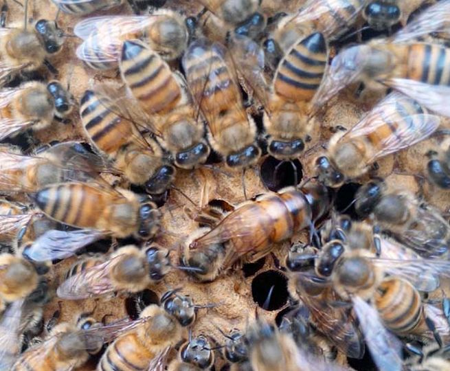 【蜜蜂養(yǎng)殖】蜂王夏季為什么會停止產(chǎn)卵?養(yǎng)蜂人應(yīng)該如何應(yīng)對? 蜂王夏季為什么會停止產(chǎn)卵?養(yǎng)蜂人應(yīng)該如何應(yīng)對?