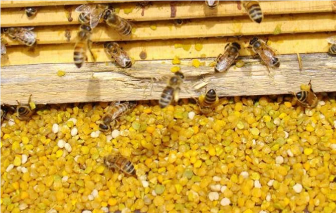 蜜蜂怎樣獎(jiǎng)勵(lì)飼喂（蜜蜂如何獎(jiǎng)勵(lì)飼喂及糖水比例）