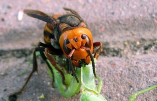 黃腰虎頭蜂怎么取蜂蛹(蜜蜂如何取蜂蛹）