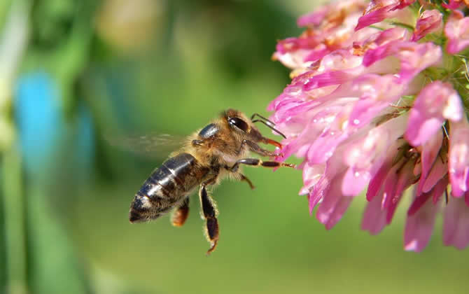 中蜂爛子病因 中蜂爛子病因