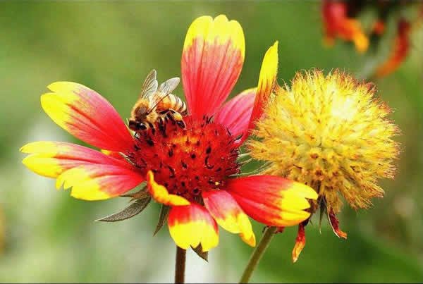 【蜜蜂知識(shí)】什么品種的中蜂蜂王最好? 【蜜蜂知識(shí)】什么品種的中蜂蜂王最好?